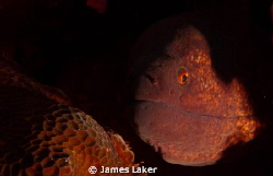 Moray nicely lit in Shadow by James Laker 